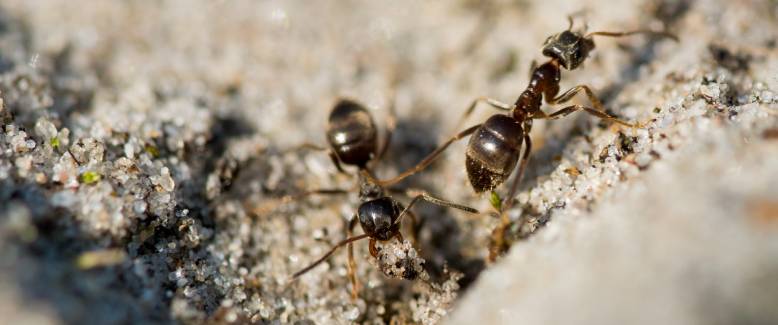 ant control services in New York