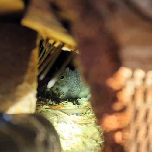 Rodent removal Services in New York