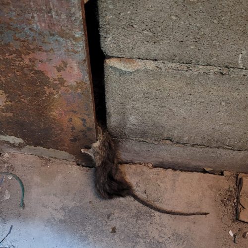 Rodent removal Services in New York